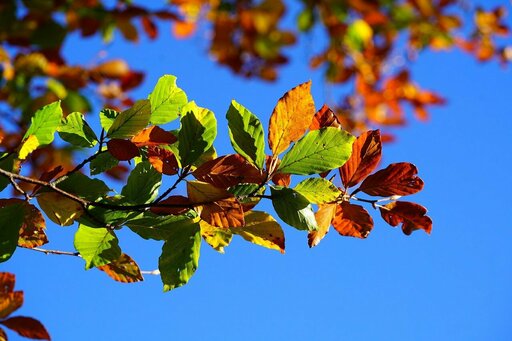 Foliage in Valle Brembana: i luoghi migliori per ammirare i colori dell’autunno