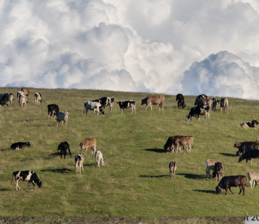 La transumanza: una tradizione in evoluzione tra gli alpeggi e le valli alpine