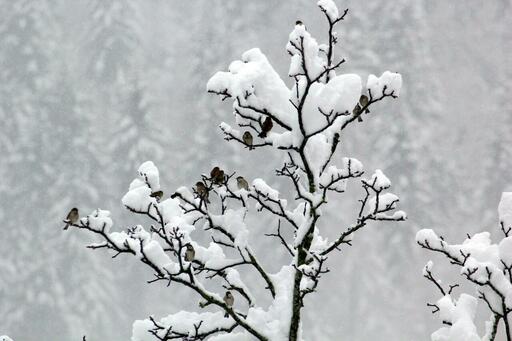 Incanto invernale in Valle Brembana: un viaggio tra neve e tradizioni